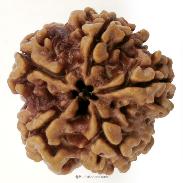 (25.25mm) 5 Mukhi Rudraksha Super Collector Bead | 5 Mukhi Rudraksha Bead | Paanch Mukhi, Five Faced Rudraksha from Nepal | Benefits of 5 Mukhi Rudraksha Super Collector Bead