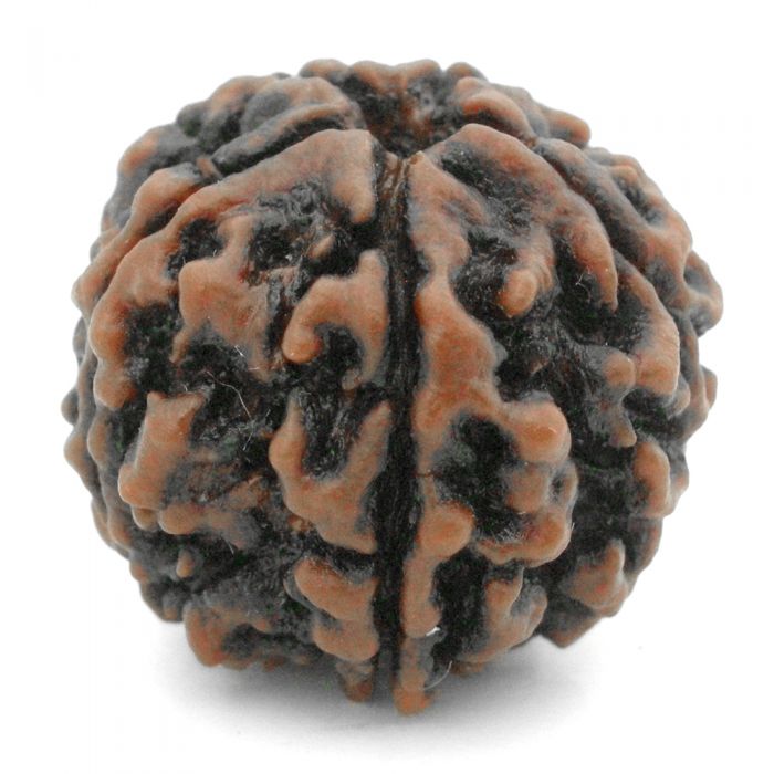 (27.12mm) 5 Mukhi Rudraksha Super Collector Bead | 5 Mukhi Rudraksha Bead | Paanch Mukhi, Five Faced Nepal Rudraksha | Pure Shiva Rudraksha Bead - High Quality Super Collector Rudraksha Bead