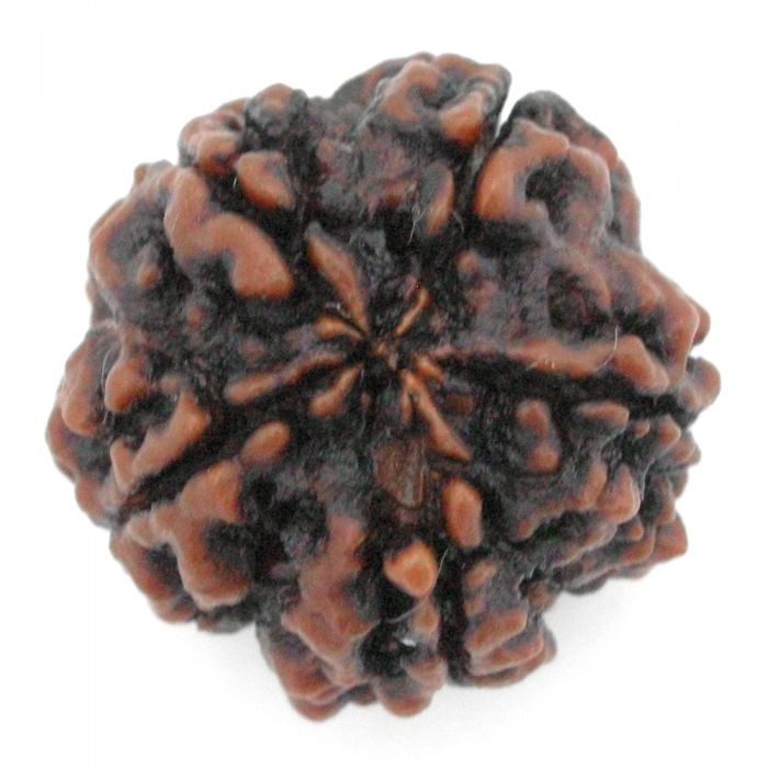 (27.12mm) 5 Mukhi Rudraksha Super Collector Bead | 5 Mukhi Rudraksha Bead | Paanch Mukhi, Five Faced Nepal Rudraksha | Pure Shiva Rudraksha Bead - High Quality Super Collector Rudraksha Bead