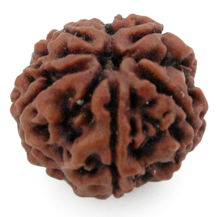 (27.00mm) 5 Mukhi Rudraksha Super Collector Bead | 5 Mukhi Rudraksha Bead | Panch Mukhi - Five Faced Nepal Rudraksha for Planet Jupiter