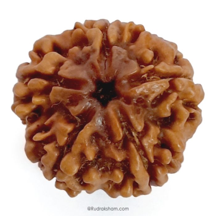 (24.66mm) 5 Mukhi Rudraksha Super Collector Bead | Five Mukhi Rudraksha Nepal Bead | Panch Mukhi Rudraksha Shiva Bead Super Collector Bead