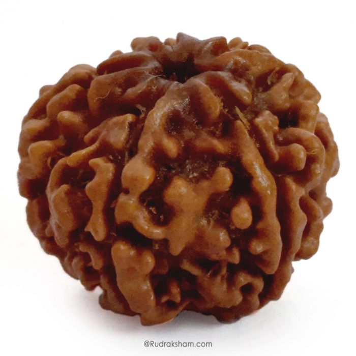 (24.66mm) 5 Mukhi Rudraksha Super Collector Bead | Five Mukhi Rudraksha Nepal Bead | Panch Mukhi Rudraksha Shiva Bead Super Collector Bead