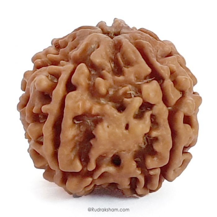 (25.07mm) 5 Mukhi Rudraksha Super Collector Bead | 5 Mukhi Rudraksha Bead | Panch Mukhi, Five Faced - Nepal Rudraksha | Benefits of 5 Mukhi Super Collector Rudraksha
