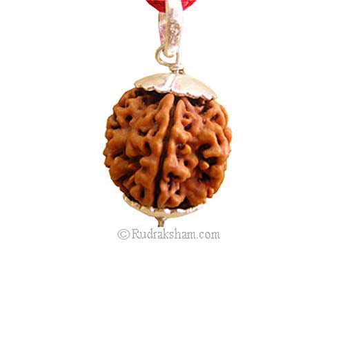 5 Mukhi Rudraksha Collector Pendant | Panch Mukhi Benefits