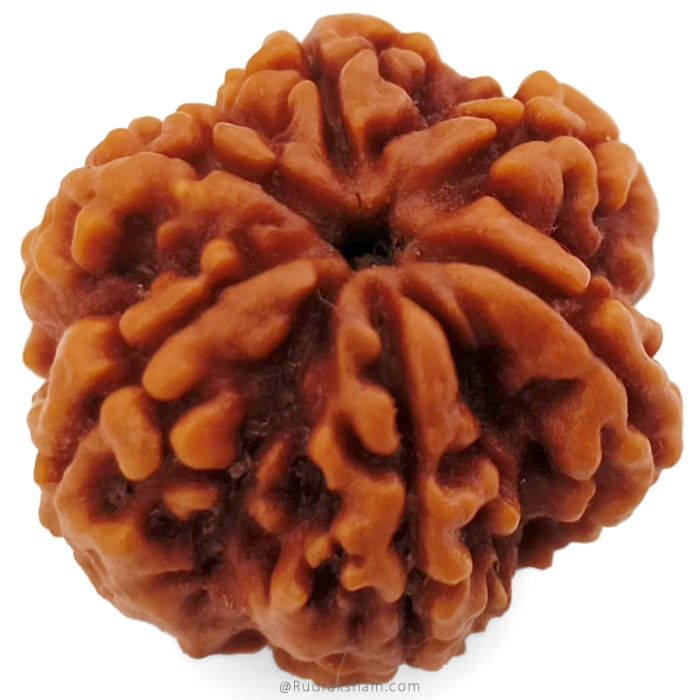 (25.43mm) 6 Mukhi Rudraksha Super Collector Bead | 6 Mukhi Rudraksha Bead | Chah Mukhi, Six Faced Shiva Rudraksha Bead from Nepal | 6 Mukhi Rudraksha Mantra