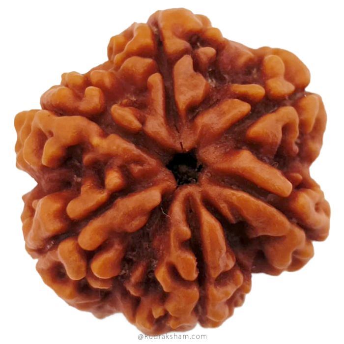 (25.43mm) 6 Mukhi Rudraksha Super Collector Bead | 6 Mukhi Rudraksha Bead | Chah Mukhi, Six Faced Shiva Rudraksha Bead from Nepal | 6 Mukhi Rudraksha Mantra