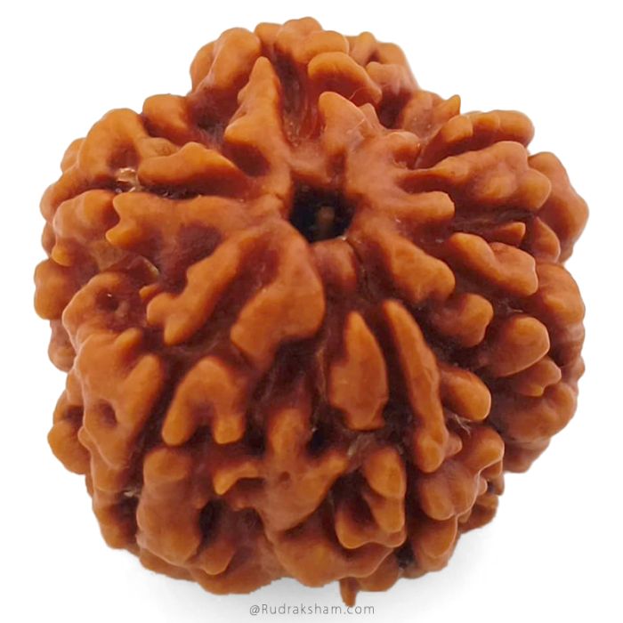 (25.65mm) 6 Mukhi Rudraksha Super Collector Bead | Six Mukhi Rudraksha Bead | Cheh Mukhi, Six Faced Nepali Rudraksha | 6 Mukhi Natural Shiva Bead Benefits and Uses
