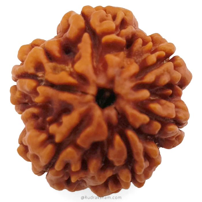 (25.65mm) 6 Mukhi Rudraksha Super Collector Bead | Six Mukhi Rudraksha Bead | Cheh Mukhi, Six Faced Nepali Rudraksha | 6 Mukhi Natural Shiva Bead Benefits and Uses