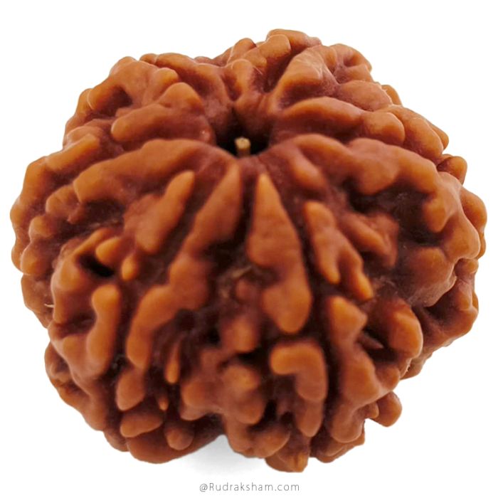(25.97mm) 6 Mukhi Rudraksha Super Collector Bead | 6 Mukhi Rudraksha Bead | Cheh Mukhi, Six Faced Rudraksha from Nepal for Planet Venus | Six Mukhi Rudraksha In Vedic astrology