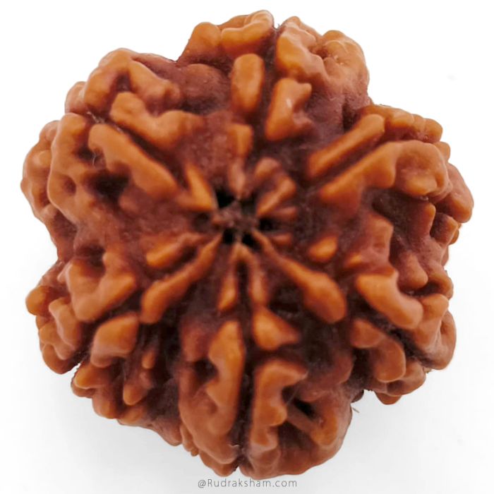 (25.97mm) 6 Mukhi Rudraksha Super Collector Bead | 6 Mukhi Rudraksha Bead | Cheh Mukhi, Six Faced Rudraksha from Nepal for Planet Venus | Six Mukhi Rudraksha In Vedic astrology