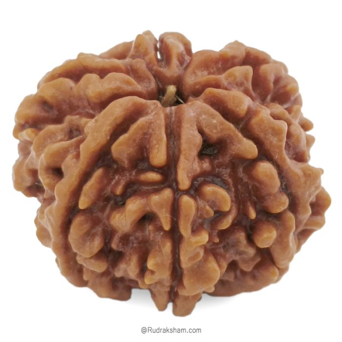 (26.23mm) 6 Mukhi Rudraksha Super Collector Bead | Six Mukhi Rudraksha Bead | Cheh Mukhi, Six Faced Rudraksha Shiva Bead from Nepal | Pure and Natural Spiritual Energised Bead - 6 Face Super Collector Bead