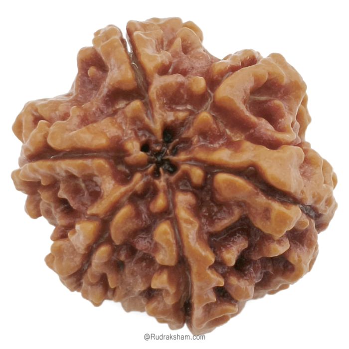 (26.23mm) 6 Mukhi Rudraksha Super Collector Bead | Six Mukhi Rudraksha Bead | Cheh Mukhi, Six Faced Rudraksha Shiva Bead from Nepal | Pure and Natural Spiritual Energised Bead - 6 Face Super Collector Bead