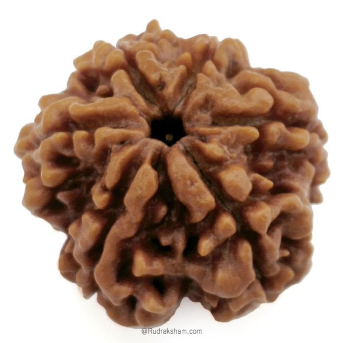 (26.45mm) 6 Mukhi Rudraksha Super Collector Bead | 6 Mukhi Rudraksha Bead | 6 faced Rudraksha For Students | Benefits and Price of Six Mukhi Super collector Rudraksha Beads