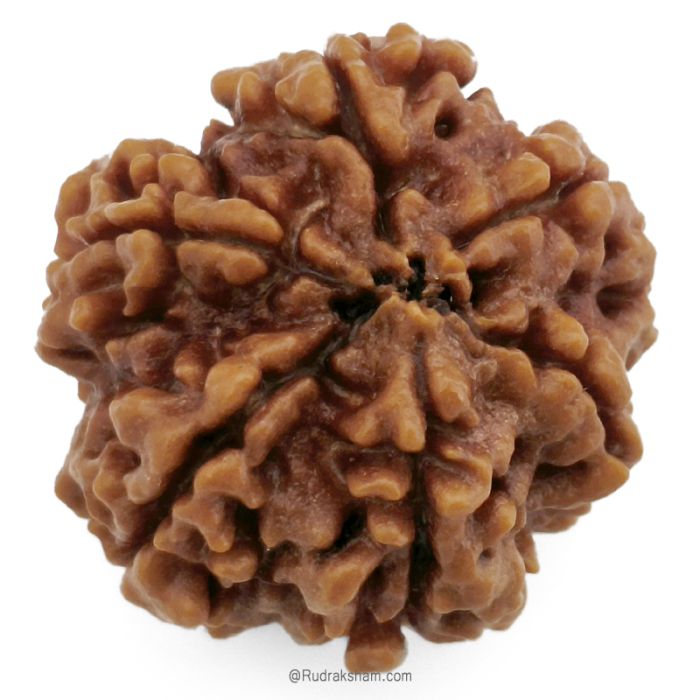 (26.45mm) 6 Mukhi Rudraksha Super Collector Bead | 6 Mukhi Rudraksha Bead | 6 faced Rudraksha For Students | Benefits and Price of Six Mukhi Super collector Rudraksha Beads
