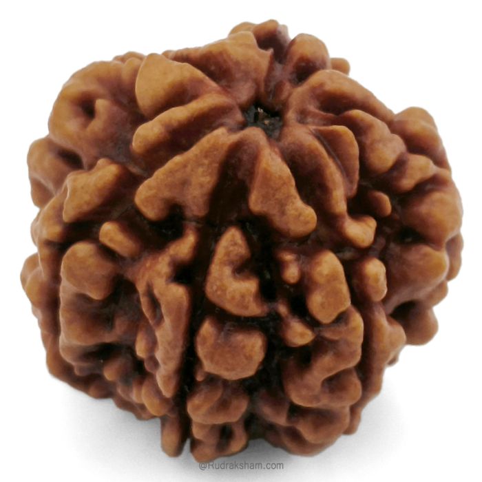 (26.52mm) 6 Mukhi Rudraksha Super Collector Bead | 6 Mukhi Rudraksha Bead | Chah Mukhi - Six Faced Nepali Rudraksha |Buy Online 6 Mukhi Super Collector Rudraksha Bead