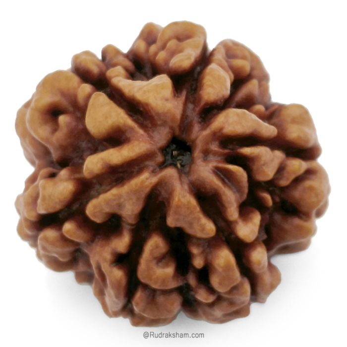 (26.52mm) 6 Mukhi Rudraksha Super Collector Bead | 6 Mukhi Rudraksha Bead | Chah Mukhi - Six Faced Nepali Rudraksha |Buy Online 6 Mukhi Super Collector Rudraksha Bead
