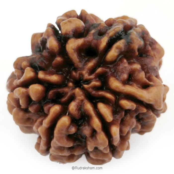 (26.52mm) 6 Mukhi Rudraksha Super Collector Bead | 6 Mukhi Rudraksha Bead | Chah Mukhi - Six Faced Nepali Rudraksha |Buy Online 6 Mukhi Super Collector Rudraksha Bead