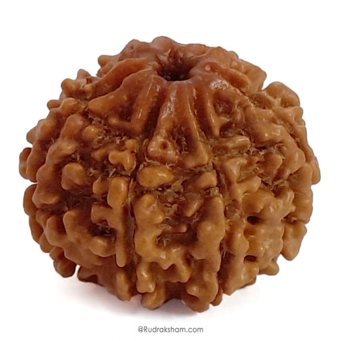 (24.44mm) 6 Mukhi Rudraksha Super Collector Bead | 6 Mukhi Rudraksha Bead | Chah Mukhi, Six Faced - Rudraksha from Nepal 100% Authentic Pure Natural - Super Collector Bead