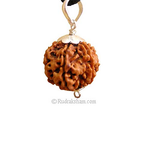 6 Mukhi Rudraksha Collector Pendant
