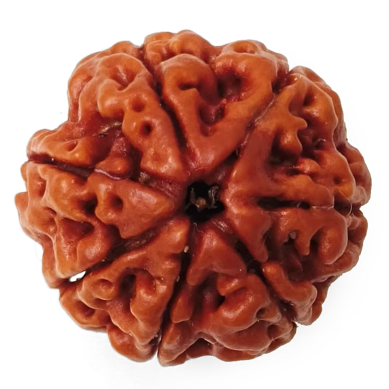 (23.00mm) 7 Mukhi Rudraksha Super Collector Bead | 7 Mukhi Rudraksha Bead | Saat Mukhi, Seven Faced Nepal Rudraksha | Benefits and Uses of Seven Mukhi - Super Collector Bead