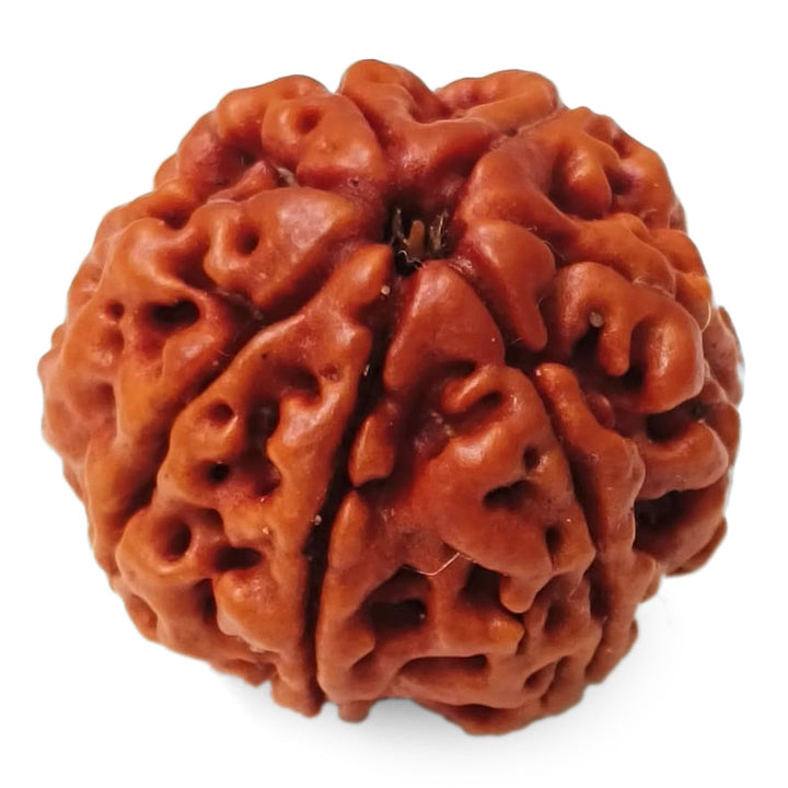 (23.00mm) 7 Mukhi Rudraksha Super Collector Bead | 7 Mukhi Rudraksha Bead | Saat Mukhi, Seven Faced Nepal Rudraksha | Benefits and Uses of Seven Mukhi - Super Collector Bead
