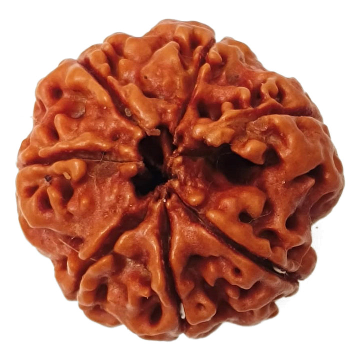 (23.00mm) 7 Mukhi Rudraksha Super Collector Bead | 7 Mukhi Rudraksha Bead | Saat Mukhi, Seven Faced Nepal Rudraksha | Benefits and Uses of Seven Mukhi - Super Collector Bead