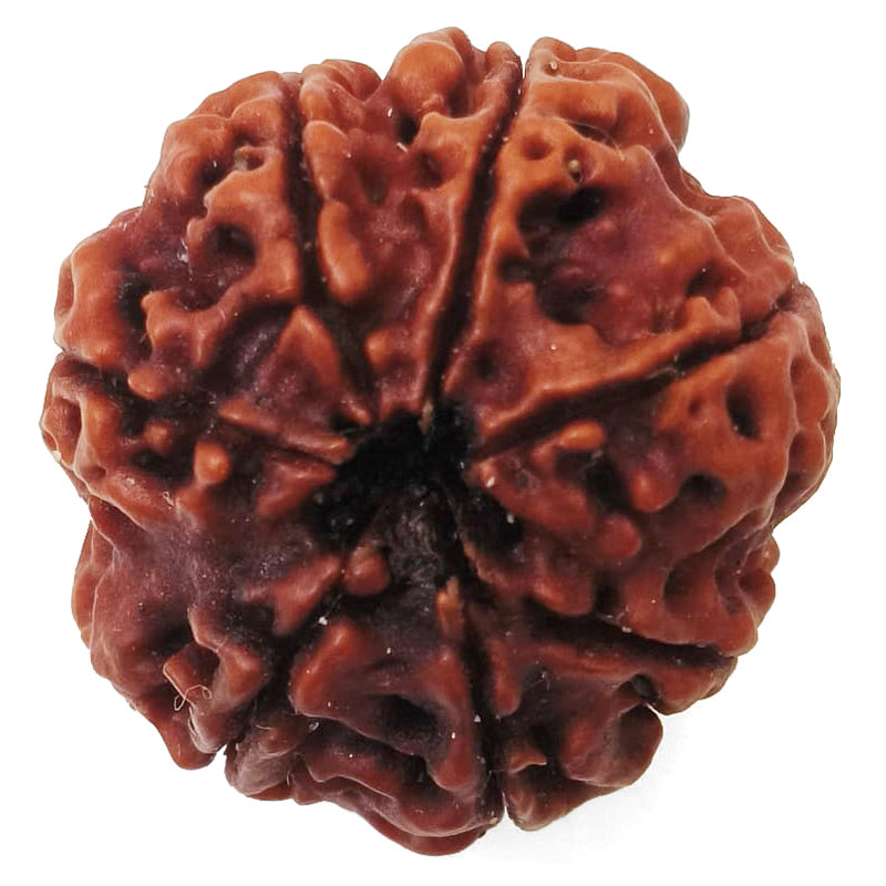 (23.09mm) 7 Mukhi Rudraksha Super Collector Bead | 7 Mukhi Rudraksha Bead | Saat Mukhi - Seven Faced Rudraksha from Nepal | Buy Online Original 7 Mukhi Super Collector Rudraksha Bead at Best Price