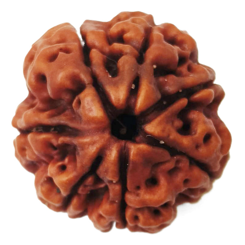 (23.09mm) 7 Mukhi Rudraksha Super Collector Bead | 7 Mukhi Rudraksha Bead | Saat Mukhi - Seven Faced Rudraksha from Nepal | Buy Online Original 7 Mukhi Super Collector Rudraksha Bead at Best Price