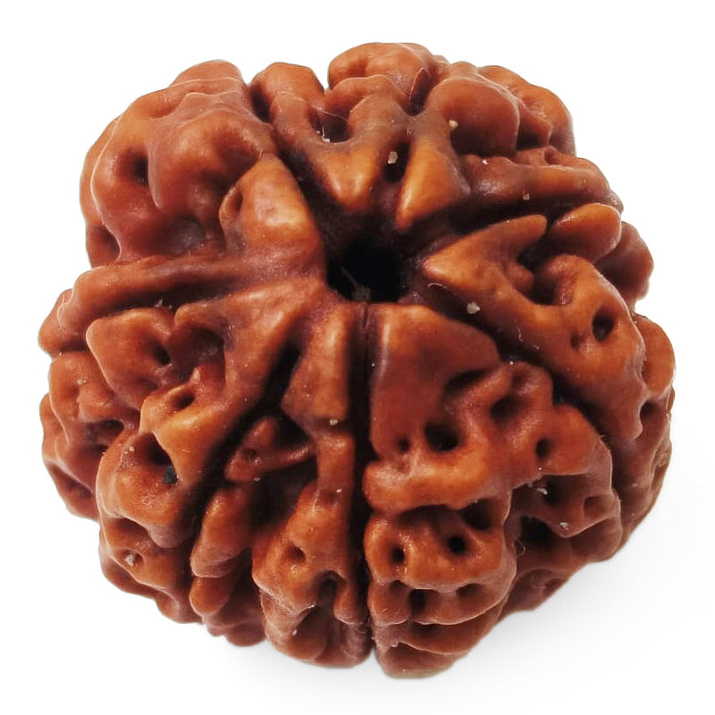(23.09mm) 7 Mukhi Rudraksha Super Collector Bead | 7 Mukhi Rudraksha Bead | Saat Mukhi - Seven Faced Rudraksha from Nepal | Buy Online Original 7 Mukhi Super Collector Rudraksha Bead at Best Price