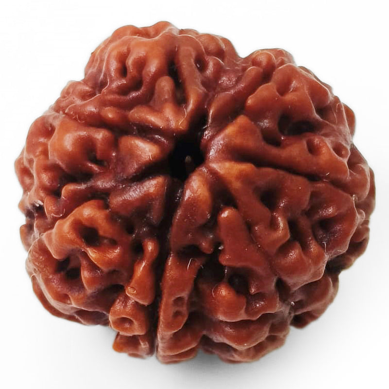 (23.10mm) 7 Mukhi Rudraksha Super Collector Bead | 7 Mukhi Rudraksha Bead | Saat Mukhi - Seven Faced Rudraksha from Nepal Authentic Energised Pure Natural - Super Collector Bead