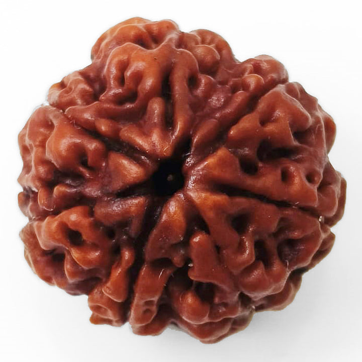 (23.10mm) 7 Mukhi Rudraksha Super Collector Bead | 7 Mukhi Rudraksha Bead | Saat Mukhi - Seven Faced Rudraksha from Nepal Authentic Energised Pure Natural - Super Collector Bead