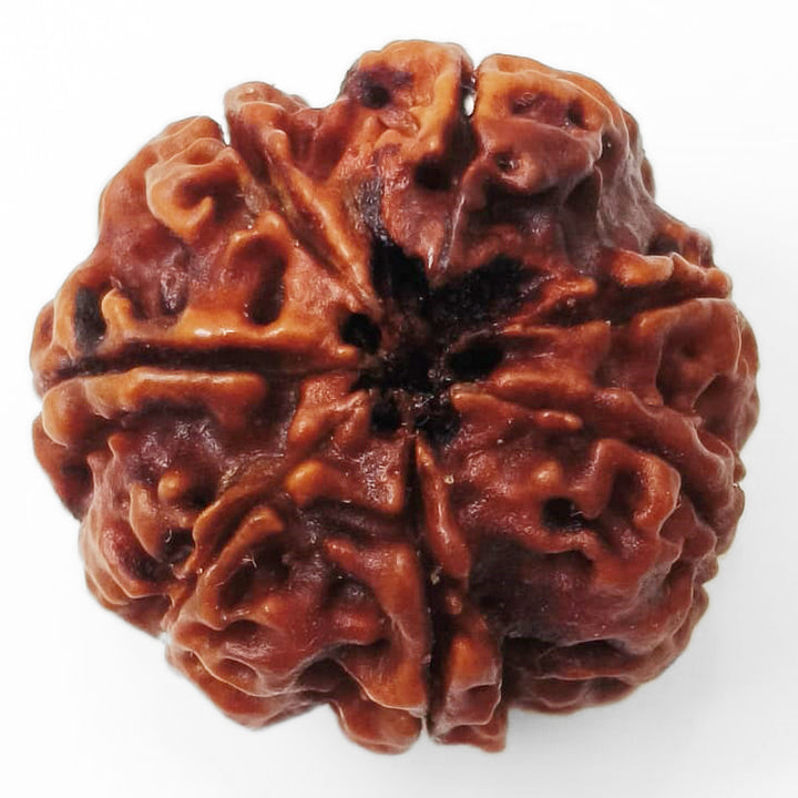 (23.10mm) 7 Mukhi Rudraksha Super Collector Bead | 7 Mukhi Rudraksha Bead | Saat Mukhi - Seven Faced Rudraksha from Nepal Authentic Energised Pure Natural - Super Collector Bead