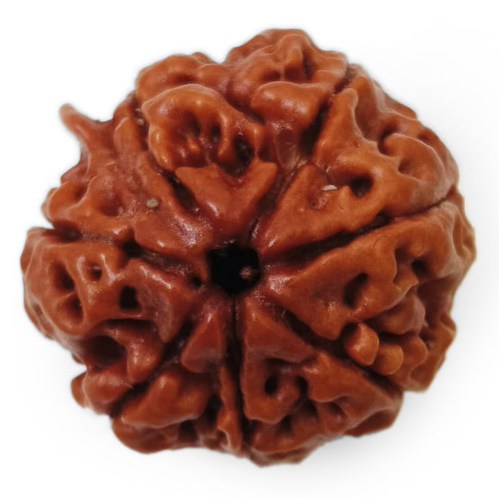 (23.11mm) 7 Mukhi Rudraksha Super Collector Bead | 7 Mukhi Rudraksha Bead | Saat Mukhi - Seven Faced Rudraksha Nepal Origin, Buy Online Energised and Original 7 Mukhi Rudraksha - Super Collector Bead