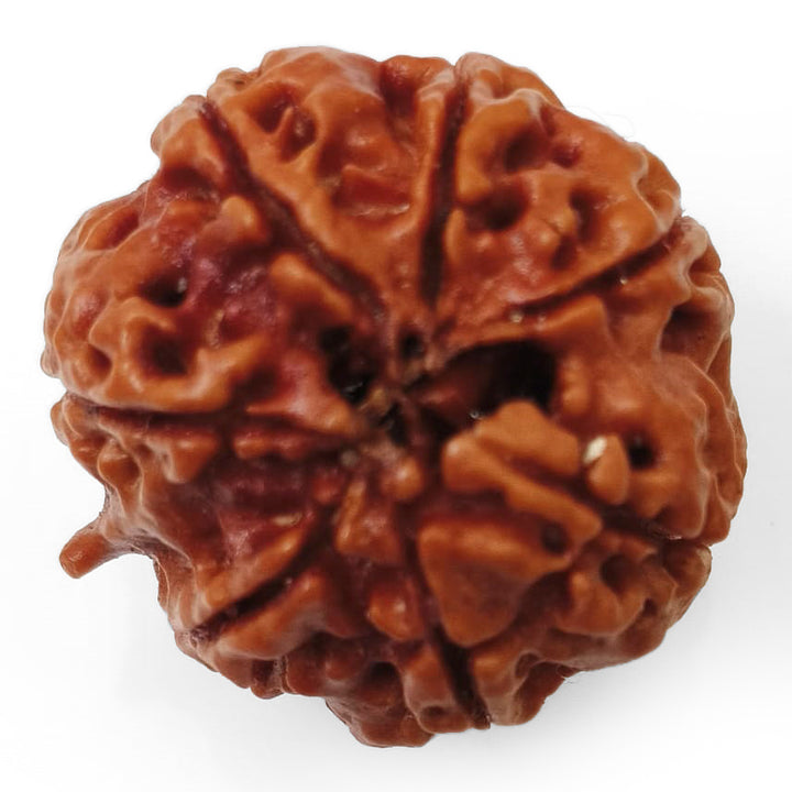 (23.11mm) 7 Mukhi Rudraksha Super Collector Bead | 7 Mukhi Rudraksha Bead | Saat Mukhi - Seven Faced Rudraksha Nepal Origin, Buy Online Energised and Original 7 Mukhi Rudraksha - Super Collector Bead