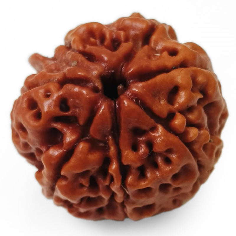 (23.11mm) 7 Mukhi Rudraksha Super Collector Bead | 7 Mukhi Rudraksha Bead | Saat Mukhi - Seven Faced Rudraksha Nepal Origin, Buy Online Energised and Original 7 Mukhi Rudraksha - Super Collector Bead