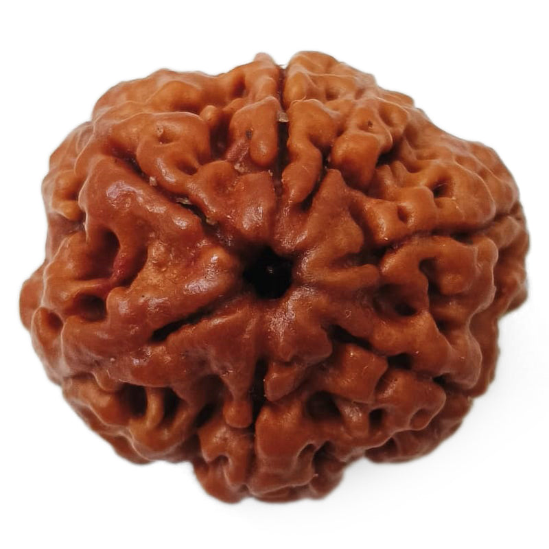 (23.25mm) 7 Mukhi Rudraksha Super Collector Bead | 7 Mukhi Rudraksha Bead | Saat Mukhi - Seven Faced Rudraksha Nepal Origin, Buy Online Energised and Original 7 Mukhi Rudraksha - Super Collector Bead