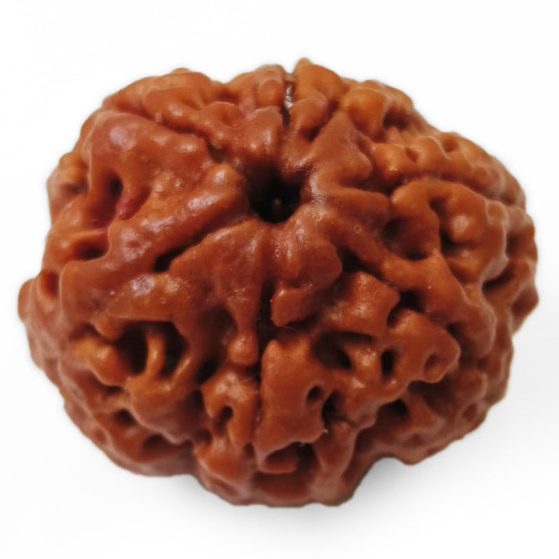 (23.25mm) 7 Mukhi Rudraksha Super Collector Bead | 7 Mukhi Rudraksha Bead | Saat Mukhi - Seven Faced Rudraksha Nepal Origin, Buy Online Energised and Original 7 Mukhi Rudraksha - Super Collector Bead