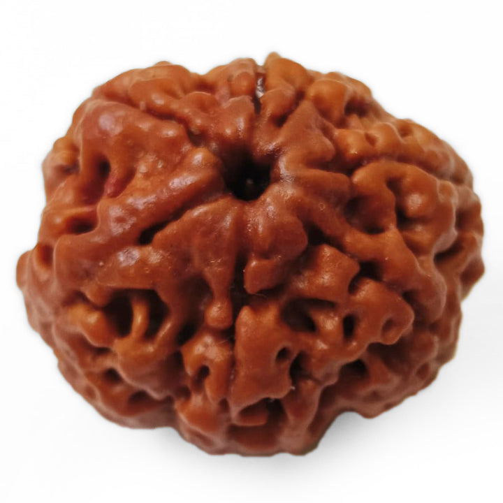 (23.25mm) 7 Mukhi Rudraksha Super Collector Bead | 7 Mukhi Rudraksha Bead | Saat Mukhi - Seven Faced Rudraksha Nepal Origin, Buy Online Energised and Original 7 Mukhi Rudraksha - Super Collector Bead