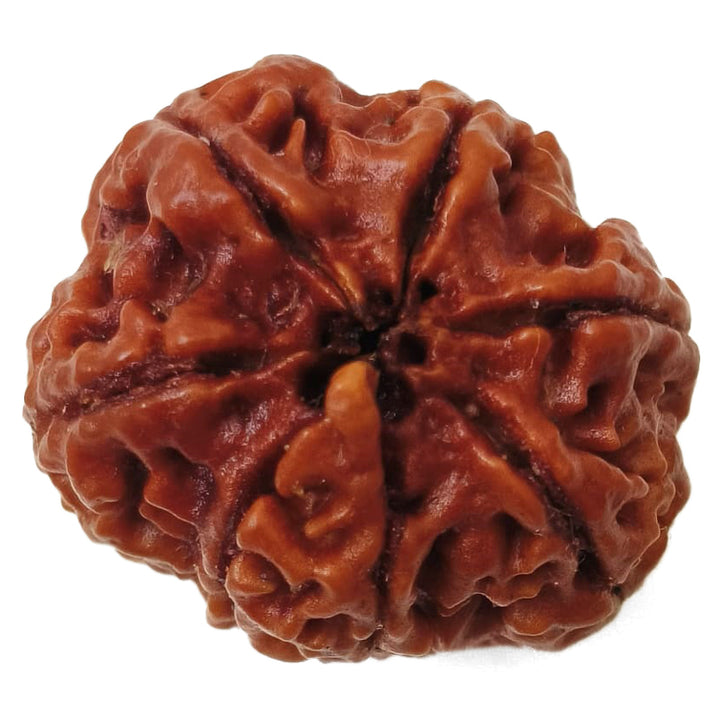 (23.25mm) 7 Mukhi Rudraksha Super Collector Bead | 7 Mukhi Rudraksha Bead | Saat Mukhi - Seven Faced Rudraksha Nepal Origin, Buy Online Energised and Original 7 Mukhi Rudraksha - Super Collector Bead