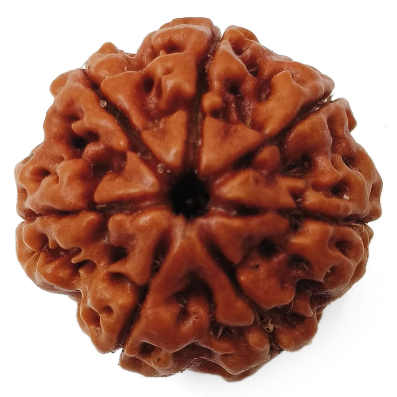(23.40mm) 7 Mukhi Rudraksha Super Collector Bead | 7 Mukhi Rudraksha Bead | Saat Mukhi - Seven Faced Rudraksha Nepal Origin, Buy Online Energised and Original 7 Mukhi Rudraksha - Super Collector Bead