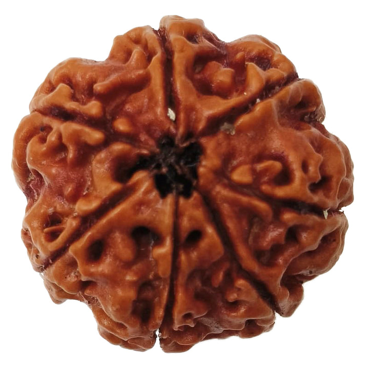 (23.40mm) 7 Mukhi Rudraksha Super Collector Bead | 7 Mukhi Rudraksha Bead | Saat Mukhi - Seven Faced Rudraksha Nepal Origin, Buy Online Energised and Original 7 Mukhi Rudraksha - Super Collector Bead