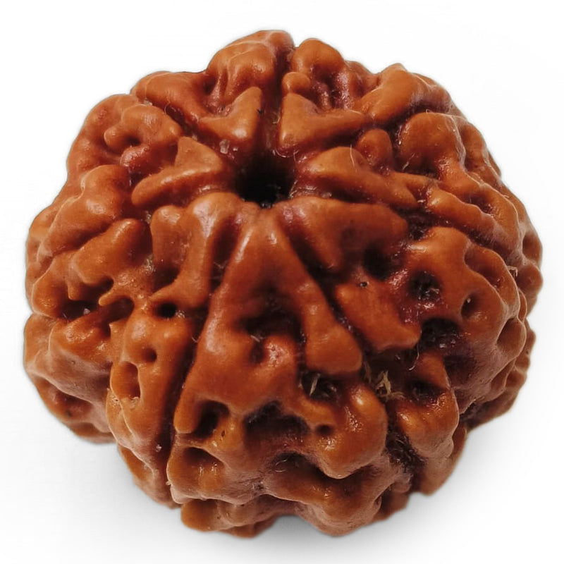 (23.40mm) 7 Mukhi Rudraksha Super Collector Bead | 7 Mukhi Rudraksha Bead | Saat Mukhi - Seven Faced Rudraksha Nepal Origin, Buy Online Energised and Original 7 Mukhi Rudraksha - Super Collector Bead