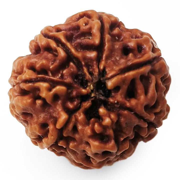 (23.84mm) 7 Mukhi Rudraksha Super Collector Bead | 7 Mukhi Rudraksha Bead | Saat Mukhi - Seven Faced Rudraksha Nepal Origin, Buy Online Energised and Original 7 Mukhi Rudraksha - Super Collector Bead