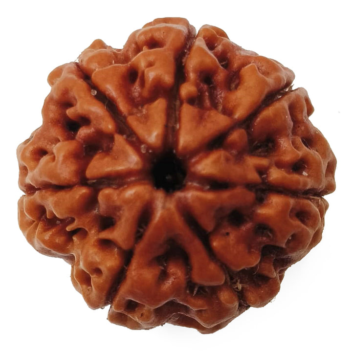 (23.84mm) 7 Mukhi Rudraksha Super Collector Bead | 7 Mukhi Rudraksha Bead | Saat Mukhi - Seven Faced Rudraksha Nepal Origin, Buy Online Energised and Original 7 Mukhi Rudraksha - Super Collector Bead