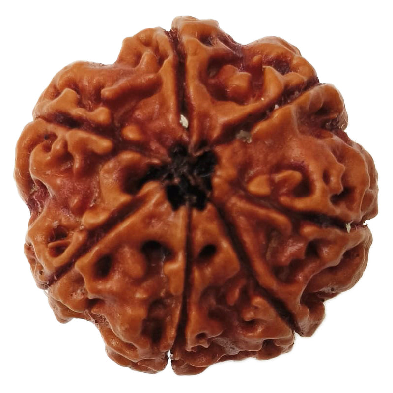 (23.84mm) 7 Mukhi Rudraksha Super Collector Bead | 7 Mukhi Rudraksha Bead | Saat Mukhi - Seven Faced Rudraksha Nepal Origin, Buy Online Energised and Original 7 Mukhi Rudraksha - Super Collector Bead