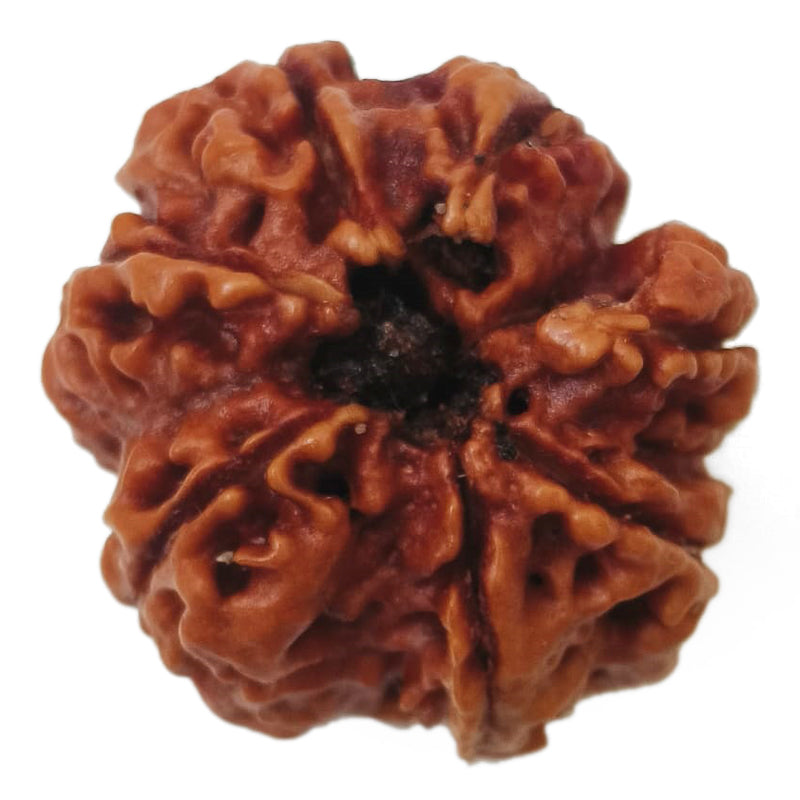 (24.34mm) 7 Mukhi Rudraksha Super Collector Bead | 7 Mukhi Rudraksha Bead | Saat Mukhi - Seven Faced Rudraksha Nepal Origin, Buy Online Energised and Original 7 Mukhi Rudraksha - Super Collector Bead