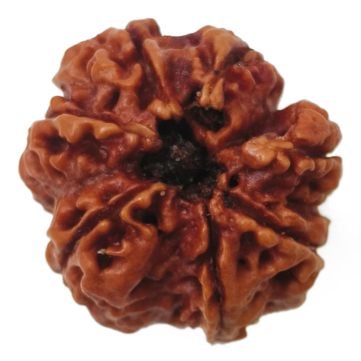 (24.34mm) 7 Mukhi Rudraksha Super Collector Bead | 7 Mukhi Rudraksha Bead | Saat Mukhi - Seven Faced Rudraksha Nepal Origin, Buy Online Energised and Original 7 Mukhi Rudraksha - Super Collector Bead