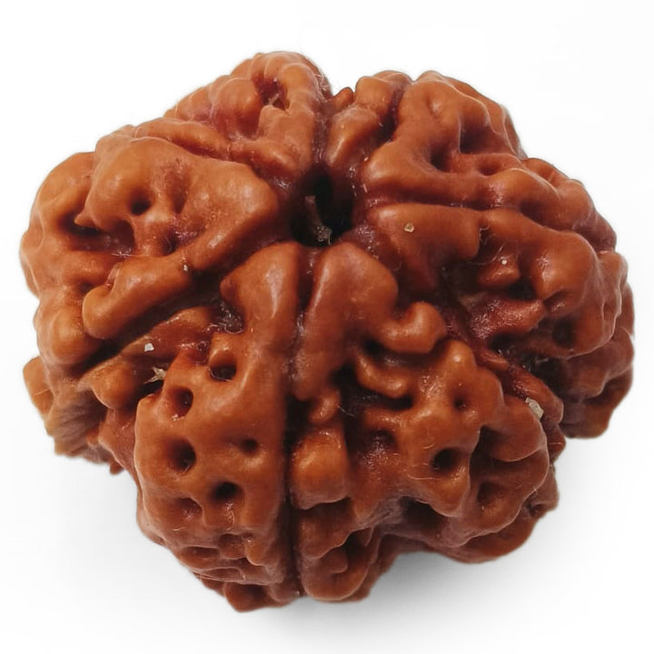 (24.34mm) 7 Mukhi Rudraksha Super Collector Bead | 7 Mukhi Rudraksha Bead | Saat Mukhi - Seven Faced Rudraksha Nepal Origin, Buy Online Energised and Original 7 Mukhi Rudraksha - Super Collector Bead