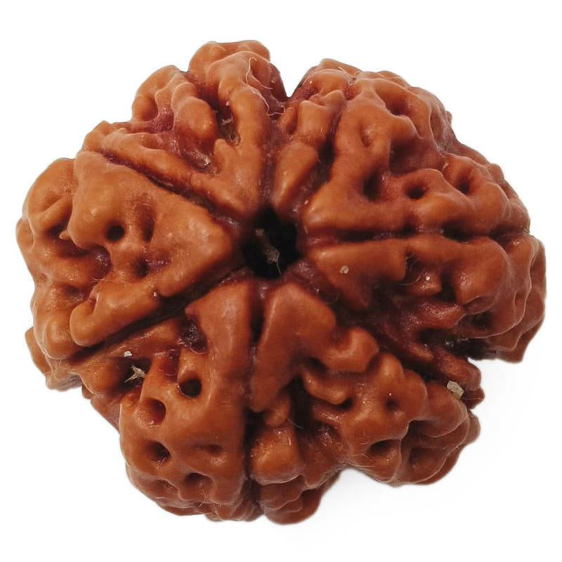 (24.34mm) 7 Mukhi Rudraksha Super Collector Bead | 7 Mukhi Rudraksha Bead | Saat Mukhi - Seven Faced Rudraksha Nepal Origin, Buy Online Energised and Original 7 Mukhi Rudraksha - Super Collector Bead