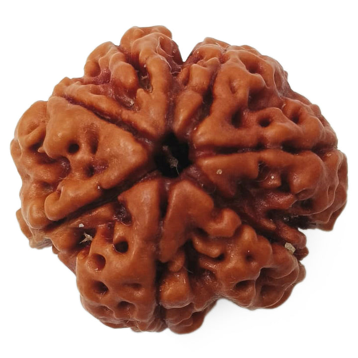 (24.34mm) 7 Mukhi Rudraksha Super Collector Bead | 7 Mukhi Rudraksha Bead | Saat Mukhi - Seven Faced Rudraksha Nepal Origin, Buy Online Energised and Original 7 Mukhi Rudraksha - Super Collector Bead
